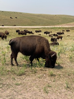 Custer State Park Bison